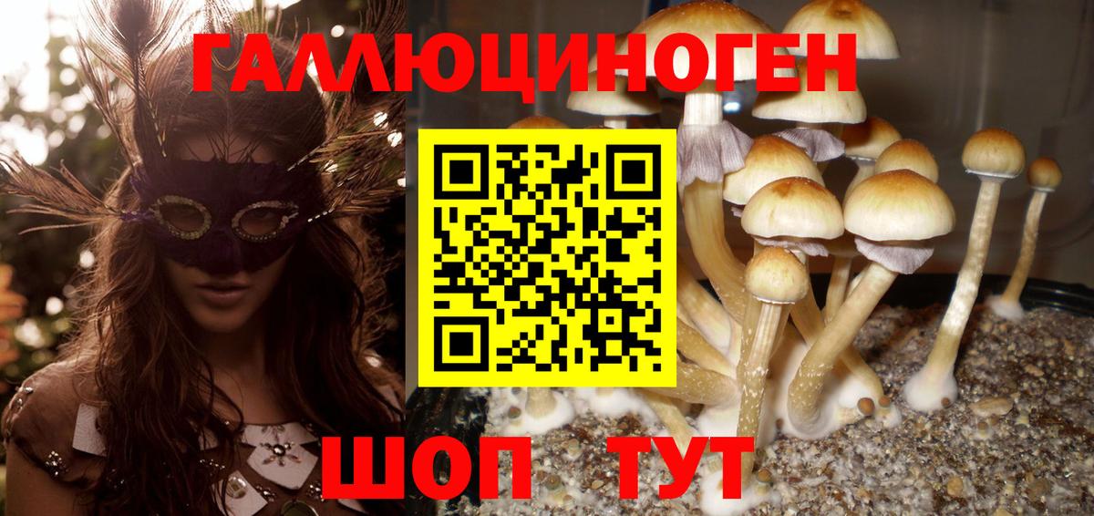 Псилоцибиновые грибы Psilocybine cubensis Буйнакск